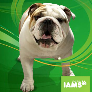 coupon-iams-animaux-domestique-p-n-g